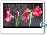 Time Lapse - Amaryllis